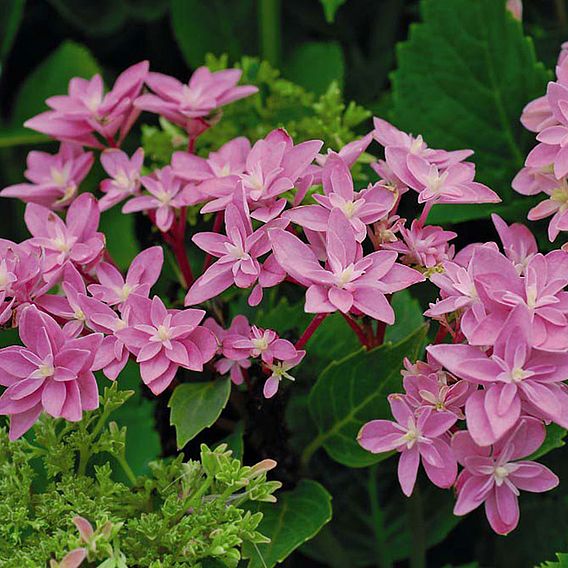 Hydrangea 'Double Dutch Edam'