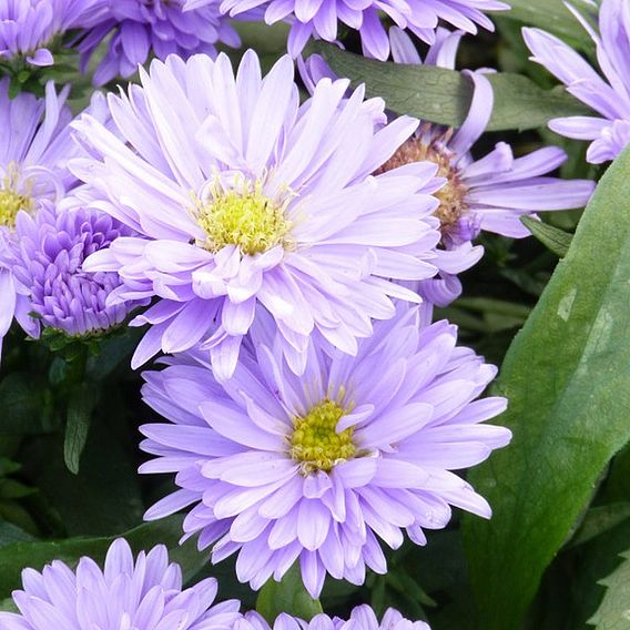 Aster novi-belgii 'Norman's Jubilee'