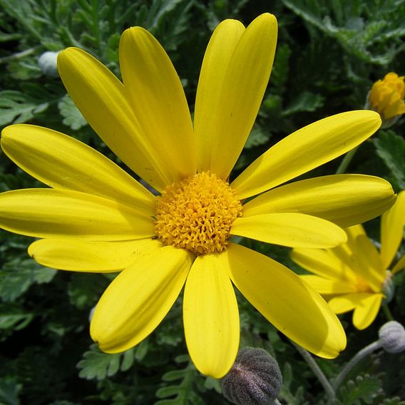 Euryops Pectinatus