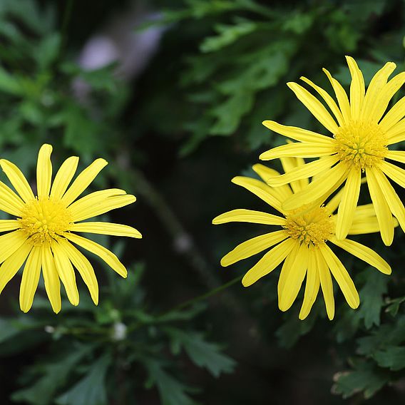 Euryops Pectinatus