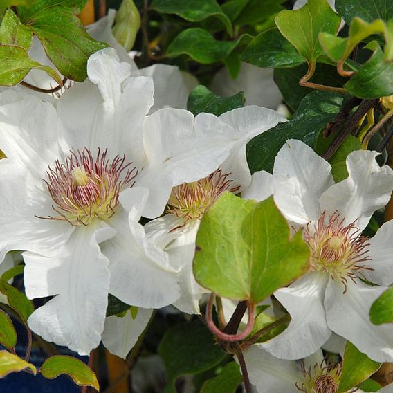 Clematis Kitty™ evipo097