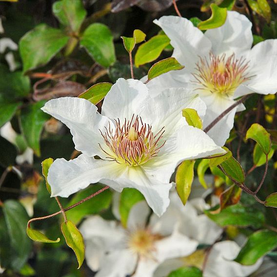 Clematis Kitty - Clematis Plant | Suttons