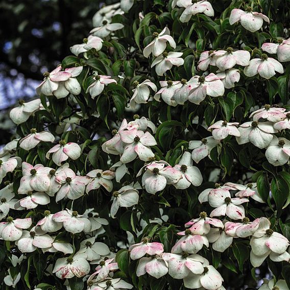 Cornus kousa 'Teutonia'