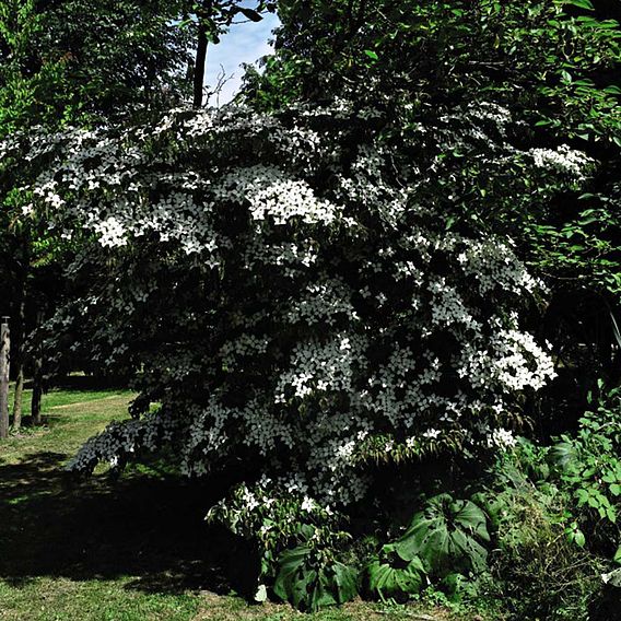 Cornus kousa 'Teutonia'