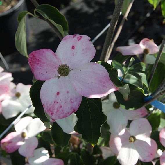 Cornus kousa 'Teutonia'