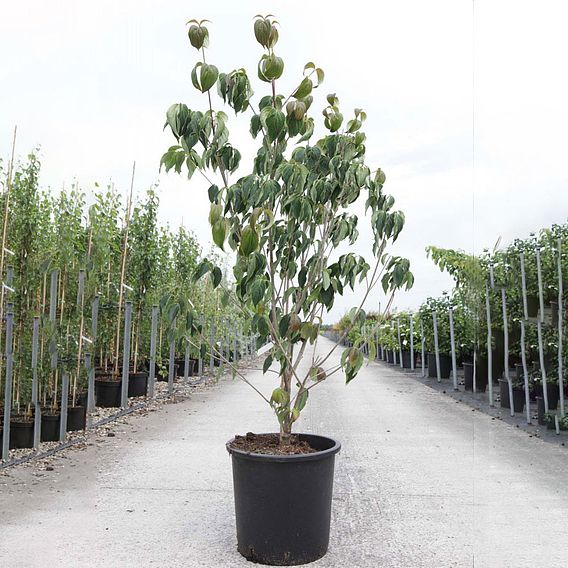 Cornus kousa 'Teutonia'