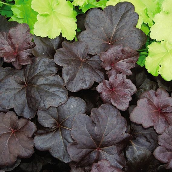 Heuchera 'Obsidian'