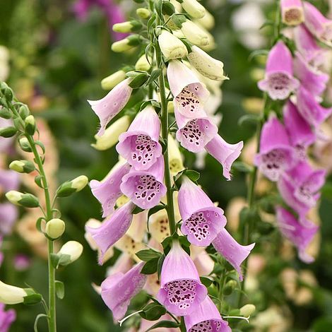 Foxglove 'Mixed'