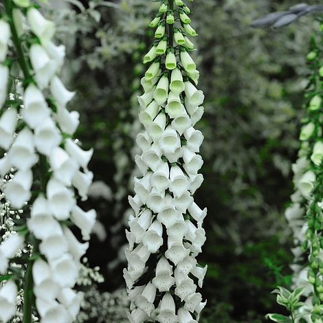 Foxglove 'Alba'