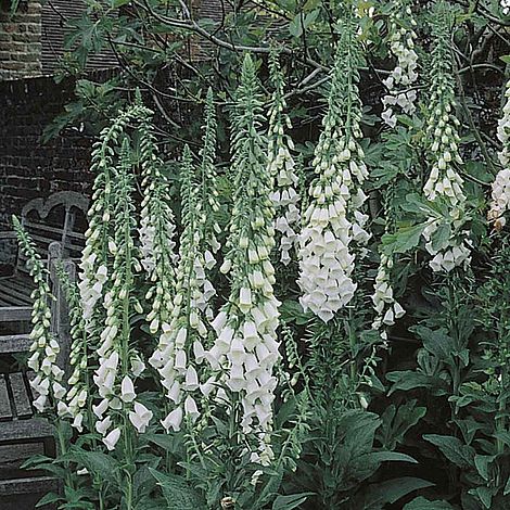 Foxglove 'Alba'