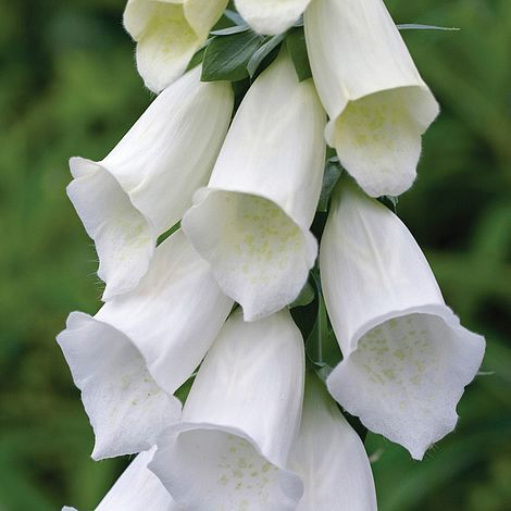 Foxglove 'Alba'