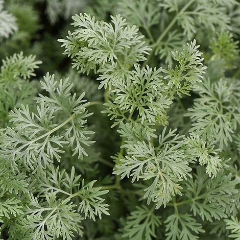 Artemisia arborescens 'Powis Castle'