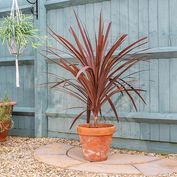 Cordyline 'Red Star'