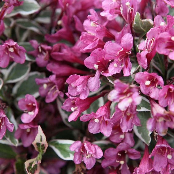 Weigela florida 'Monet'