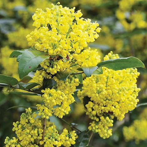 Mahonia aquifolium