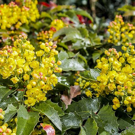 Mahonia aquifolium