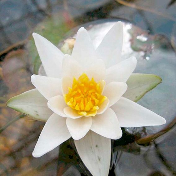 Nymphaea 'Pygmaea Alba' (Deep Water Aquatic)