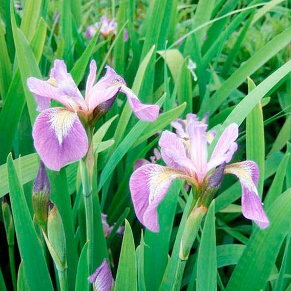 Iris versicolor (Marginal Aquatic) | Suttons
