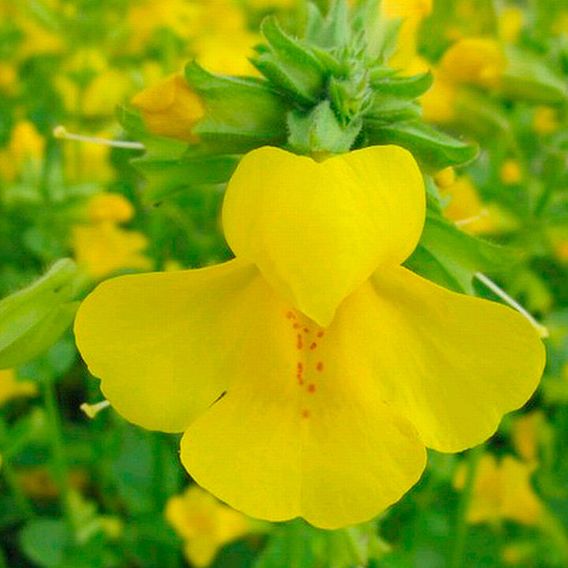 Mimulus guttatus (Marginal Aquatic)