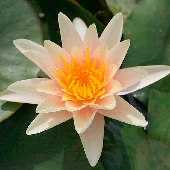 Nymphaea 'Paul Hariot' (Deep Water Aquatic)