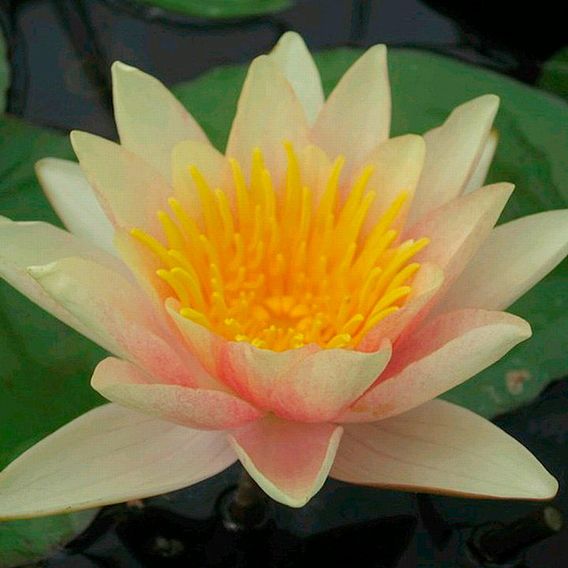 Nymphaea 'Paul Hariot' (Deep Water Aquatic)