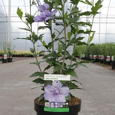 Hibiscus syriacus 'Blue Chiffon'