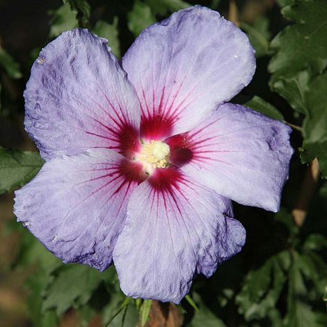 Hibiscus syriacus 'Blue Chiffon'