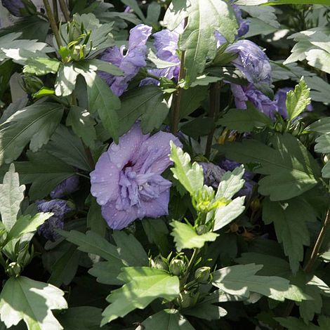 Hibiscus syriacus 'Blue Chiffon'