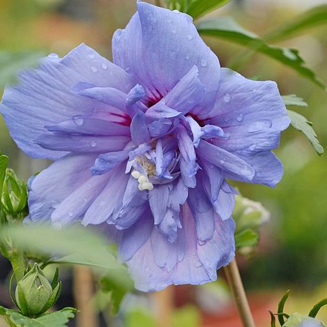 Hibiscus syriacus 'Blue Chiffon'