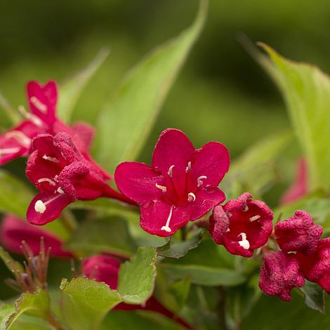 Weigela All Summer® Red Noble®