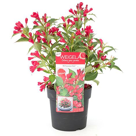 Weigela All Summer® Red Noble®