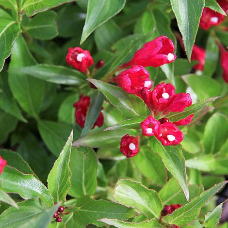 Weigela All Summer® Red Noble®