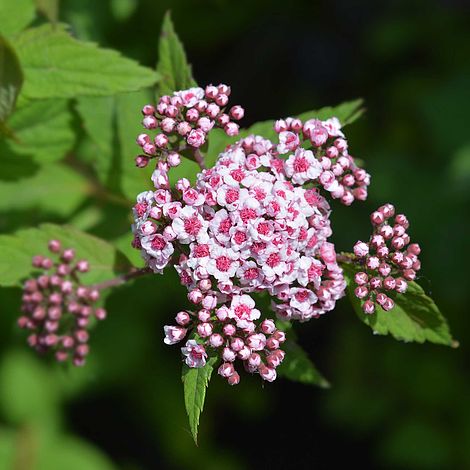 Spiraea 'Sparkling Champagne'