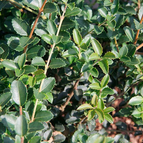 Osmanthus delavayi