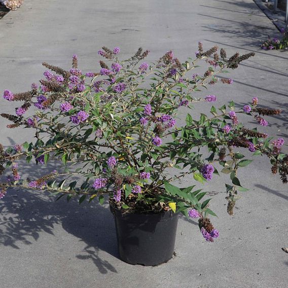 Buddleja 'Blue Chip'