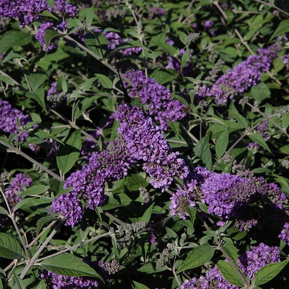 Buddleja 'Blue Chip'