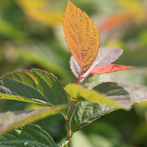 Spiraea japonica 'Magic Carpet'