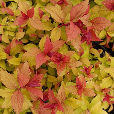 Spiraea japonica 'Magic Carpet'