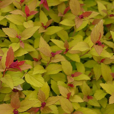 Spiraea japonica 'Magic Carpet' | Suttons