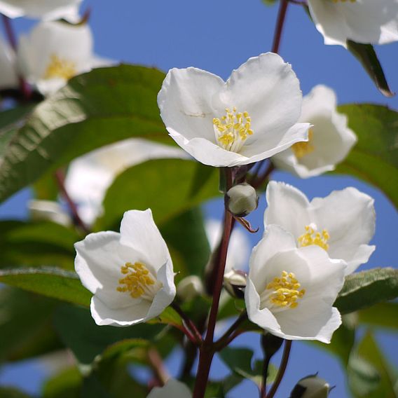 Philadelphus 'Starbright'