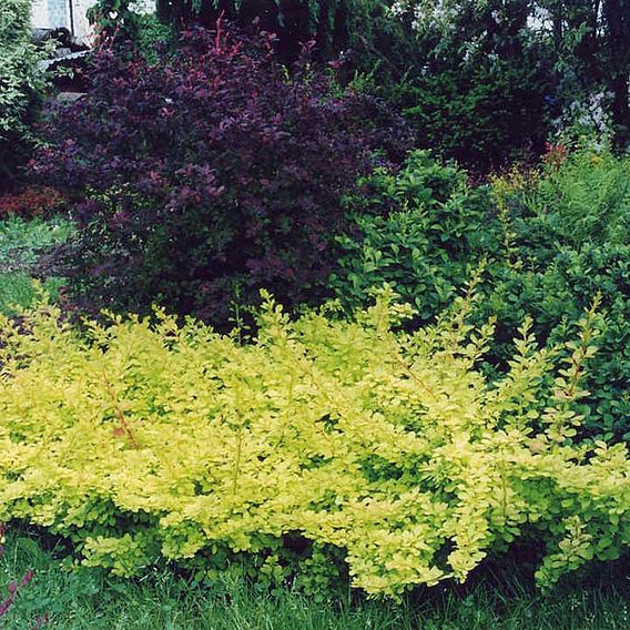 Berberis thunbergii 'Golden Carpet'