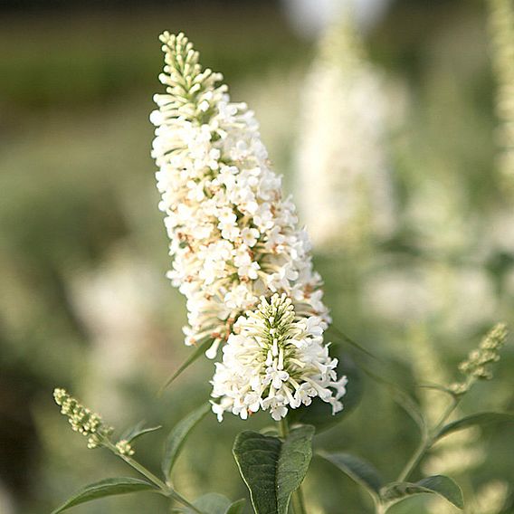 Buddleja Argus® White