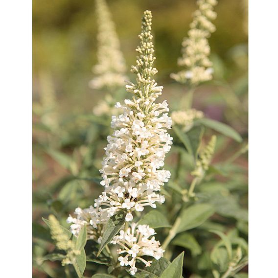 Buddleja Argus® White