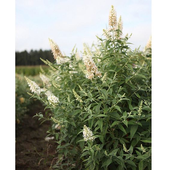 Buddleja Argus® White