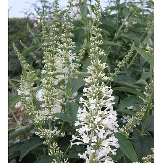 Buddleja Argus® White