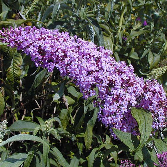 Buddleja 'Pink Delight'