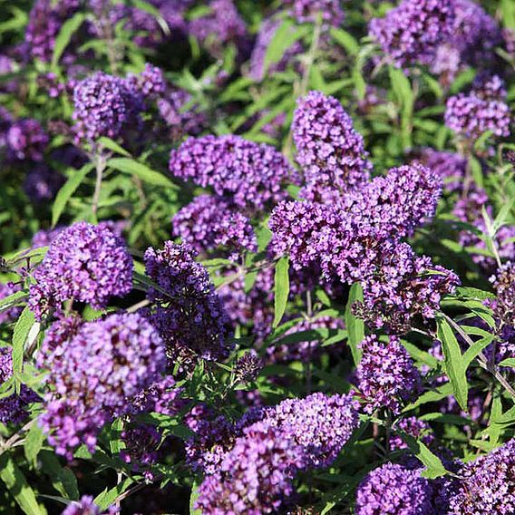 Buddleja davidii 'Purple Emperor'