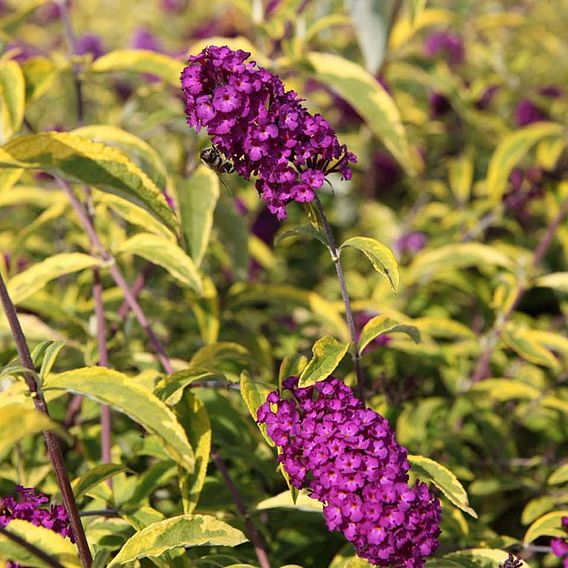 Buddleja davidii 'Santana'