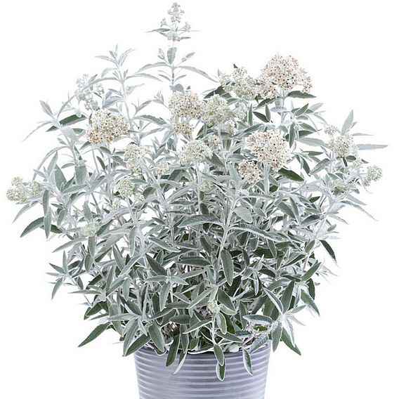 Buddleja 'Silver Anniversary'