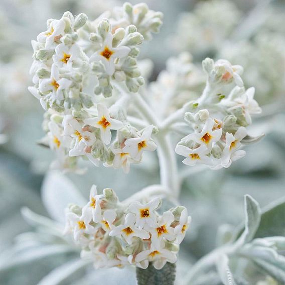 Buddleja 'Silver Anniversary'